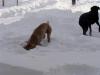 Murphy digging in snow